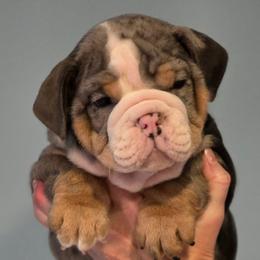 Dak - Blue tri-color male Bulldog puppy in Harrisburg, Pennsylvania from Central PA WiggleButts Bulldogs