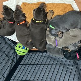 Dachshund and Doberman Pinscher Puppies from Cornerstone Dobermans
