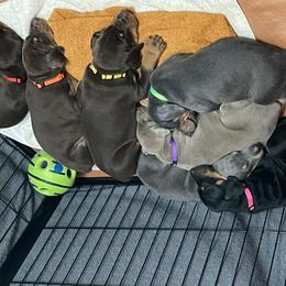 Dachshund and Doberman Pinscher Puppies from Cornerstone Dobermans