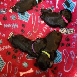 Miniature Schnauzer Puppies from Starbound Miniture Schnauzer's