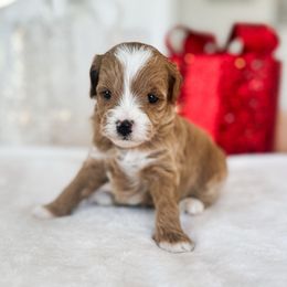 Poinsettia - Apricot female Goldendoodle puppy in Sterling, Illinois from Charley's Goldendoodles