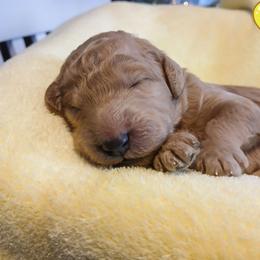 Yellow - Apricot male Poodle puppy in Big Rapids, Michigan from Meeker's Ridge Standard Poodles