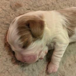Charley - Blenheim male Cavalier King Charles Spaniel puppy in Burke, New York from Patti’s Puppies