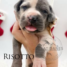 Risotto - Blue female Great Dane puppy in Sac City, Iowa from Northern Great Danes of Colorado & Iowa