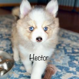 Hector - Silver and white male Pomsky puppy in Michigan from Blue Water Pomskies