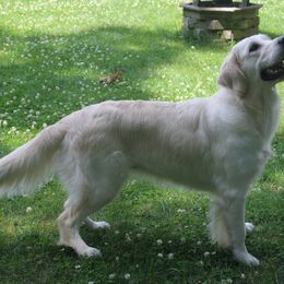Josie - Golden Retriever