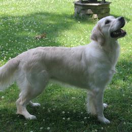 Josie - Golden Retriever