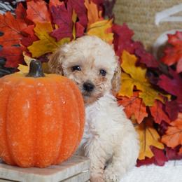 Aspen - Cream female Poodle puppy in Santa Clarita, California from Hollywood Mini Pets