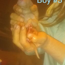 Poodle Puppies from Marilyn's Standard Poodles