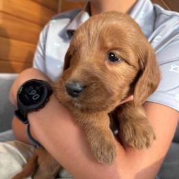 Girl 4- sky blue collar - Red  female Goldendoodle puppy in Mattawan, Michigan from Doodifuldoods