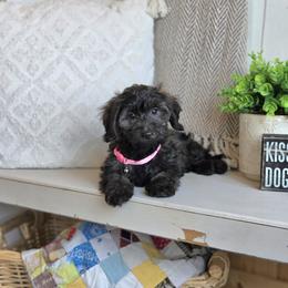 AKC Meet Libby :) - Brindle female Dachshund puppy in Centerville, Iowa from Barnyard Dachshunds, Dals & Doodles