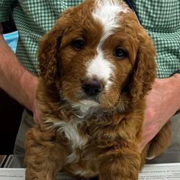 Basil - male Golden Mountain Doodle puppy in Travelers Rest, South Carolina from Bailey Mountain Doodles