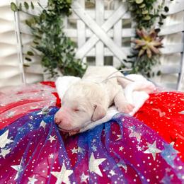 Halo - Apricot male Goldendoodle puppy in Montgomery, Texas from Dacus Doodles