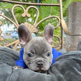Bucky (male, brindle) - Brindle male French Bulldog puppy in Round Rock/Austin, Texas from De Goza Camp