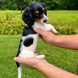 Oreo - Piebald female Dachshund puppy in Milroy, Pennsylvania from Not Your Average Weiner