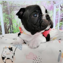 Boston Terrier Puppies from Our Gang Bostons