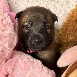Pink - Fawn sable female Belgian Malinois puppy in Boise, Idaho from Wings of Freedom Retrievers and Malinois