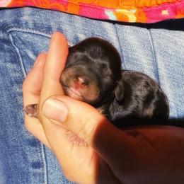 Zinnia - Black and tan female Cavapoo puppy in Battle Lake, Minnesota from Panda Puppies