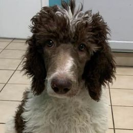 Poodles from Live Oaks Poodles