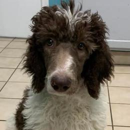 Poodles from Live Oaks Poodles