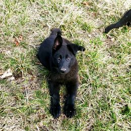 German Shepherd Puppies from Schengbier's German Shepherds