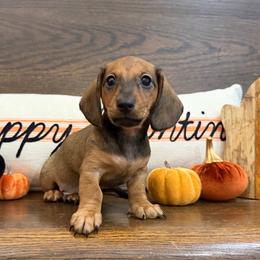 Dustin - Red male Dachshund puppy in Sulphur Springs, Texas from K & G Doxies