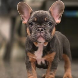 Purple collar - Tricolors female French Bulldog puppy in Washington from Pawcific Coast Bullies