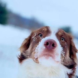 Border Collie Puppies from Harmonie 21 Border Collies
