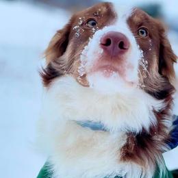 Border Collie Puppies from Harmonie 21 Border Collies