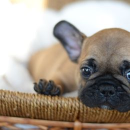 French Bulldog and Goldendoodle Puppies from Fox Run Farm
