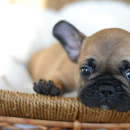 French Bulldog and Goldendoodle Puppies from Fox Run Farm