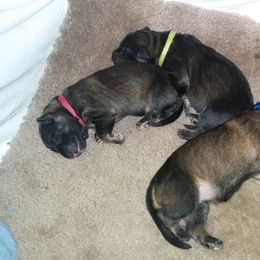 German Shepherd Puppies from Guamany K9 Vomhaus