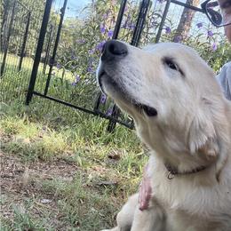 Pecan Orchard's Purple Lavender - Golden female Golden Retriever puppy in Pearland, Texas from Pecan Orchard Goldens