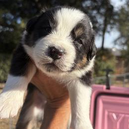 Boy 1 - male Australian Shepherd puppy in San Jose, California from Dirty Laundry Australian Shepherds