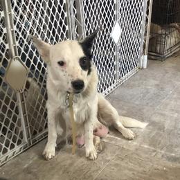 dakota - Australian Cattle Dog