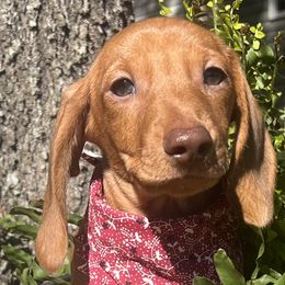 Dachshunds from Snarky Doxy Miniature Dachshunds