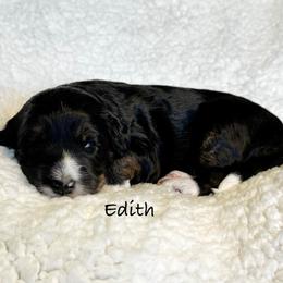 Edith - Black female Bordoodle puppy in Mancos, Colorado from Mesa View Puppies