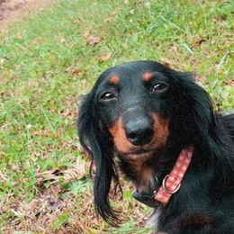 Dachshund and Miniature Schnauzer Puppies from The Bossy Doxie Farm