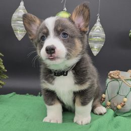 Lassiter(1600) - Blue male Pembroke Welsh Corgi puppy in Dickeyville, Wisconsin from J&R Shepherds & Corgis