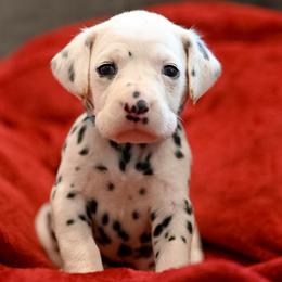 Wind - White and black female Dalmatian puppy in Cleveland, Texas from Arrowhead Dalmatians