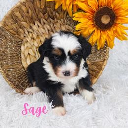 Sage - Tri-color female Bernedoodle puppy in Saratoga Springs, Utah from O’Hearon’s Amazing Puppies