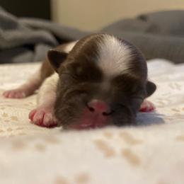 Boy 1 - Red and white male Shih Tzu puppy in Lansing, Michigan from Cherie’s Purebred Shih Tzu’s