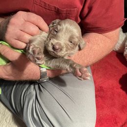 Male 4 Blue - Long Haired Weimaraner puppy in Connersville, Indiana from Treaty Line Long Haired Weimaraners