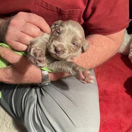 Male 4 Blue - Long Haired Weimaraner puppy in Connersville, Indiana from Treaty Line Long Haired Weimaraners