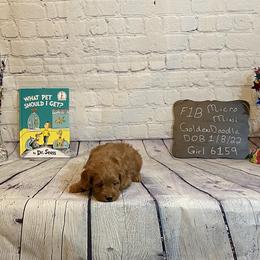 Goldendoodle and Poodle Puppies from Partridge Doodles and Poodles