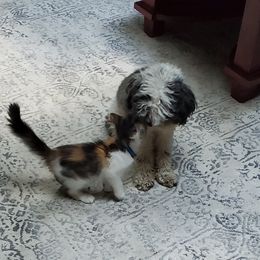 Shihpoo Puppies from Perfect Companion Puppies