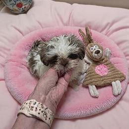 Little Lilly - Brindle female Shih Tzu puppy in Lebanon, Tennessee from Jan’s Shihtzus