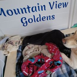 Golden Retriever Puppies from Mountain View Goldens