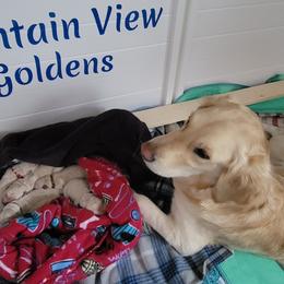 Golden Retriever Puppies from Mountain View Goldens