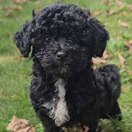 Bella - Black female Poodle puppy in Clyde, North Carolina from Adorable Puppy Poodles